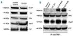 ARTS1 Antibody in Western Blot (WB)