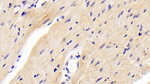 NT5M Polyclonal Antibody