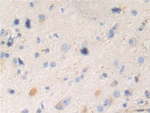 RENBP Antibody in Immunohistochemistry (Paraffin) (IHC (P))