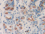 SIGLEC12 Antibody in Immunohistochemistry (Paraffin) (IHC (P))