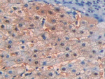 SIGLEC12 Antibody in Immunohistochemistry (Paraffin) (IHC (P))