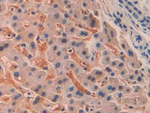 SIGLEC12 Polyclonal Antibody