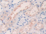 SIGLEC12 Antibody in Immunohistochemistry (Paraffin) (IHC (P))