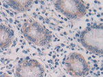 IL-28A Antibody in Immunohistochemistry (Paraffin) (IHC (P))