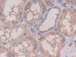 IL-28A Antibody in Immunohistochemistry (Paraffin) (IHC (P))