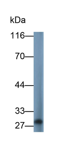 IL-28A Antibody in Western Blot (WB)