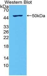 IL-28A Antibody in Western Blot (WB)
