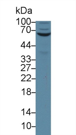 VAM1 Antibody in Western Blot (WB)