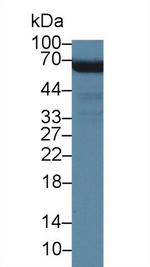 VAM1 Antibody in Western Blot (WB)