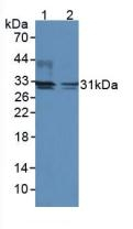 DIO2 Antibody in Western Blot (WB)