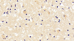 CCL16 Antibody in Immunohistochemistry (Paraffin) (IHC (P))