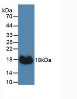 Carbonic Anhydrase XII Antibody in Western Blot (WB)