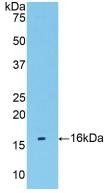 TMEM27 Antibody in Western Blot (WB)