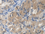 SCARA5 Antibody in Immunohistochemistry (Paraffin) (IHC (P))