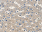 SCARA5 Antibody in Immunohistochemistry (Paraffin) (IHC (P))