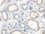 SCARA5 Antibody in Immunohistochemistry (Paraffin) (IHC (P))