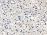 SCARA5 Antibody in Immunohistochemistry (Paraffin) (IHC (P))