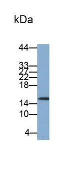 CXCL17 Polyclonal Antibody