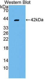 CXCL17 Antibody in Western Blot (WB)