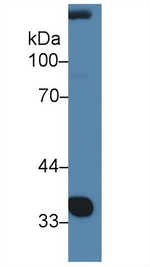 NOV Antibody in Western Blot (WB)