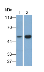 Renin Antibody in Western Blot (WB)
