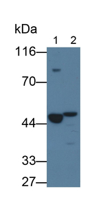 Renin Antibody in Western Blot (WB)