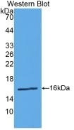 Renin Antibody in Western Blot (WB)