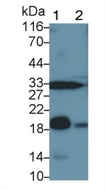 CD42a Antibody in Western Blot (WB)