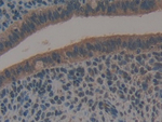 Galectin 6 Polyclonal Antibody