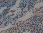 Galectin 6 Antibody in Immunohistochemistry (Paraffin) (IHC (P))