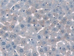 PDE12 Antibody in Immunohistochemistry (Paraffin) (IHC (P))