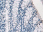 PDE12 Antibody in Immunohistochemistry (Paraffin) (IHC (P))