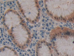 Fibrillin 3 Antibody in Immunohistochemistry (Paraffin) (IHC (P))