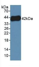 PF4V1 Antibody in Western Blot (WB)