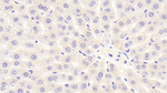 NOX3 Antibody in Immunohistochemistry (Paraffin) (IHC (P))