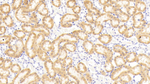 NOX3 Antibody in Immunohistochemistry (Paraffin) (IHC (P))
