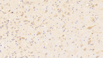 NOX3 Polyclonal Antibody