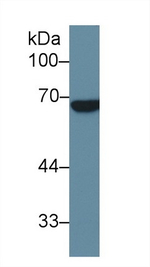 ALPPL2 Antibody in Western Blot (WB)