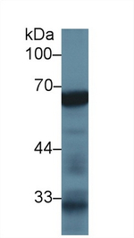 ALPPL2 Antibody in Western Blot (WB)