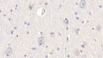 Resistin Antibody in Immunohistochemistry (Paraffin) (IHC (P))