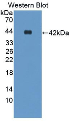 Resistin Antibody in Western Blot (WB)