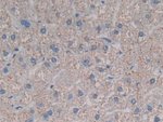 CCL3L1 Antibody in Immunohistochemistry (Paraffin) (IHC (P))