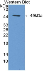 CD178 Antibody in Western Blot (WB)