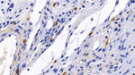 FGF9 Antibody in Immunohistochemistry (Paraffin) (IHC (P))