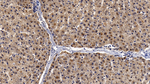 FGF9 Antibody in Immunohistochemistry (Paraffin) (IHC (P))