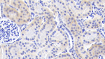 FGF9 Antibody in Immunohistochemistry (Paraffin) (IHC (P))