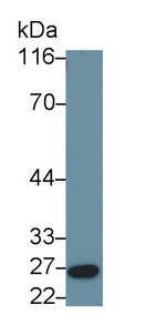 FGF9 Antibody in Western Blot (WB)