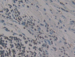 MCP-4 Polyclonal Antibody