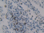 MCP-4 Antibody in Immunohistochemistry (Paraffin) (IHC (P))