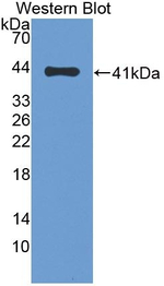 MCP-4 Antibody in Western Blot (WB)